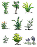 Hand drawn shrubs in elevation