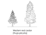 FIA CAD Blocks Trees [CT01]